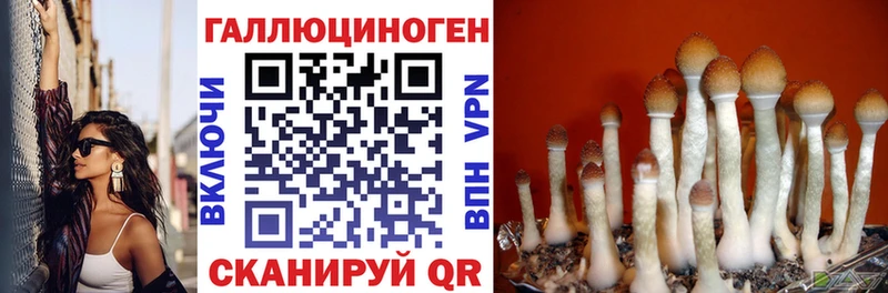 закладки  Удачный  Галлюциногенные грибы мицелий 